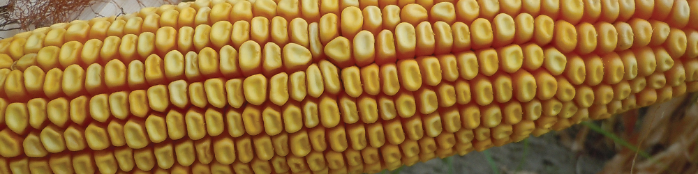 Kukorica vetőmag